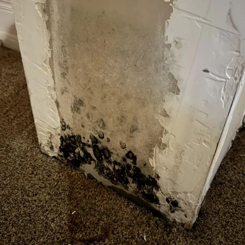 Professional Mold Removal in Brentwood, TN